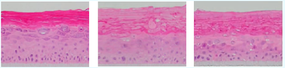 化妝品,體外評價方法,化妝品功效,舒緩功效,皮膚屏障,炎癥反應(yīng)