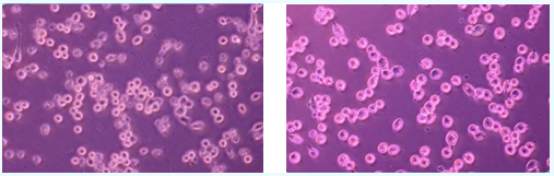 化妝品,體外評價方法,化妝品功效,舒緩功效,皮膚屏障,炎癥反應(yīng)