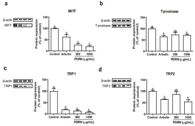 PDRN,再生醫學,護膚前沿,皮膚微生態,安全性評估