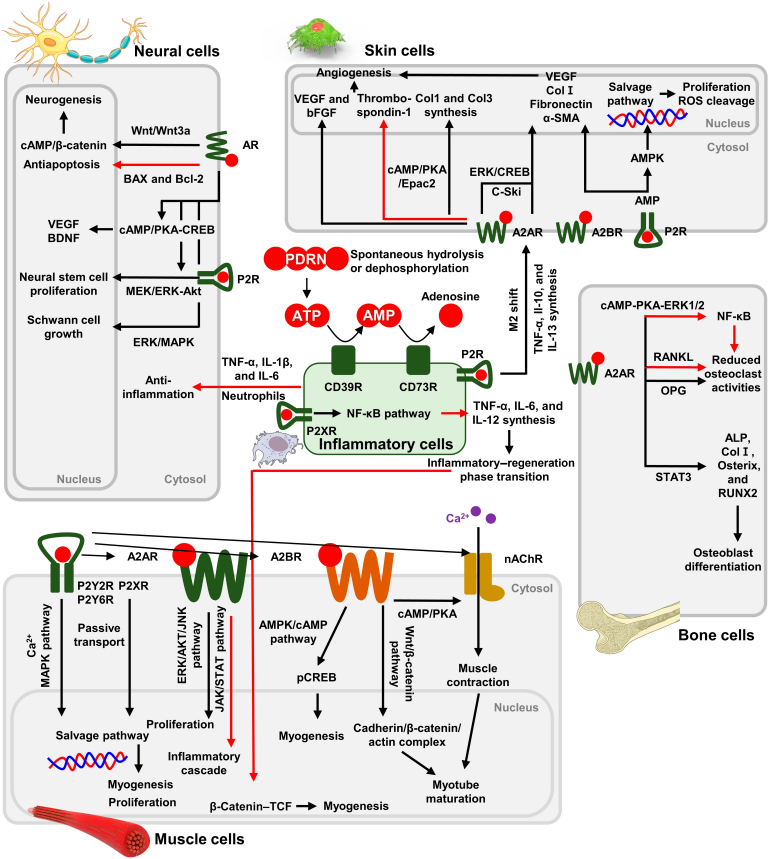 PDRN,再生醫學,護膚前沿,皮膚微生態,安全性評估