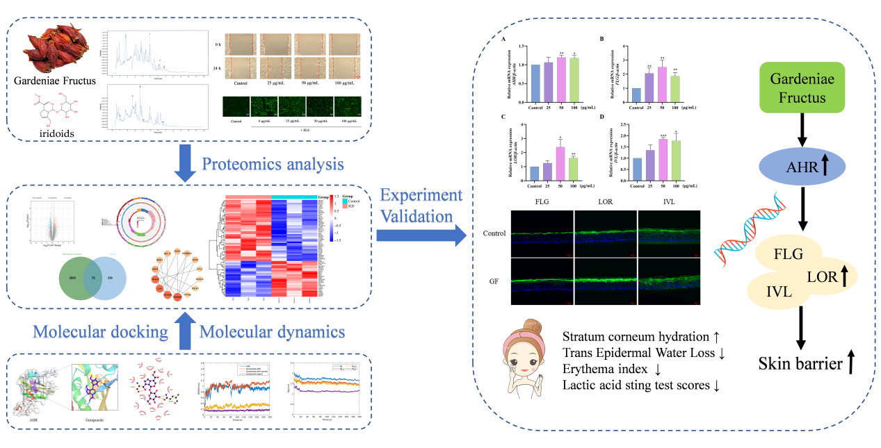 SCI期刊,科新生物,君裕集團,梔子提取物,增強,表皮屏障機制